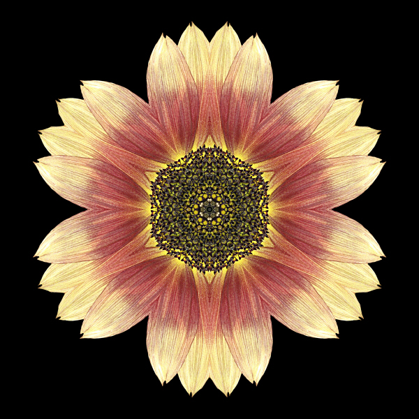 Sunflower_'Moulin_Rouge'_III_600x600.jpg